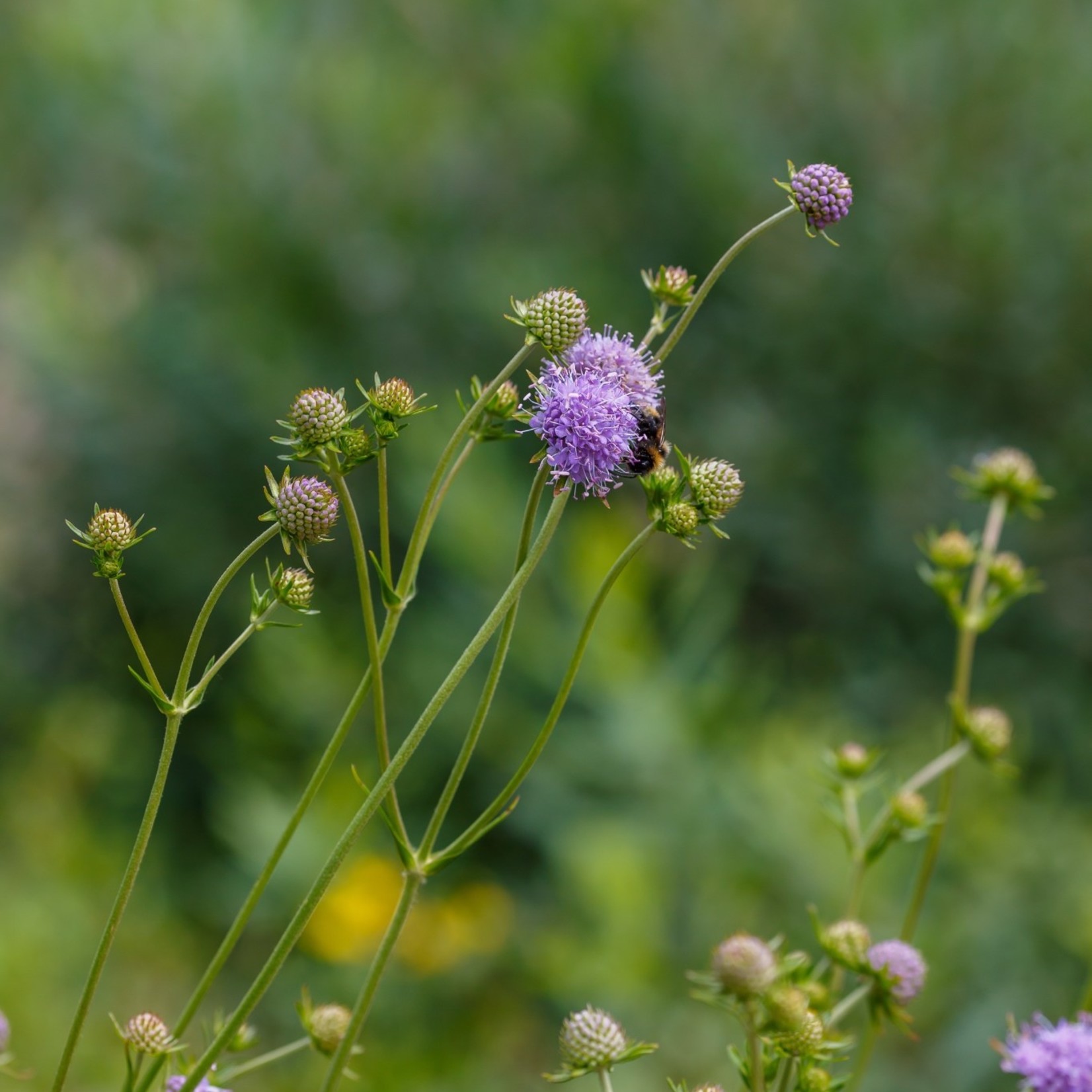 Succisa pratensis - Blauwe knoop