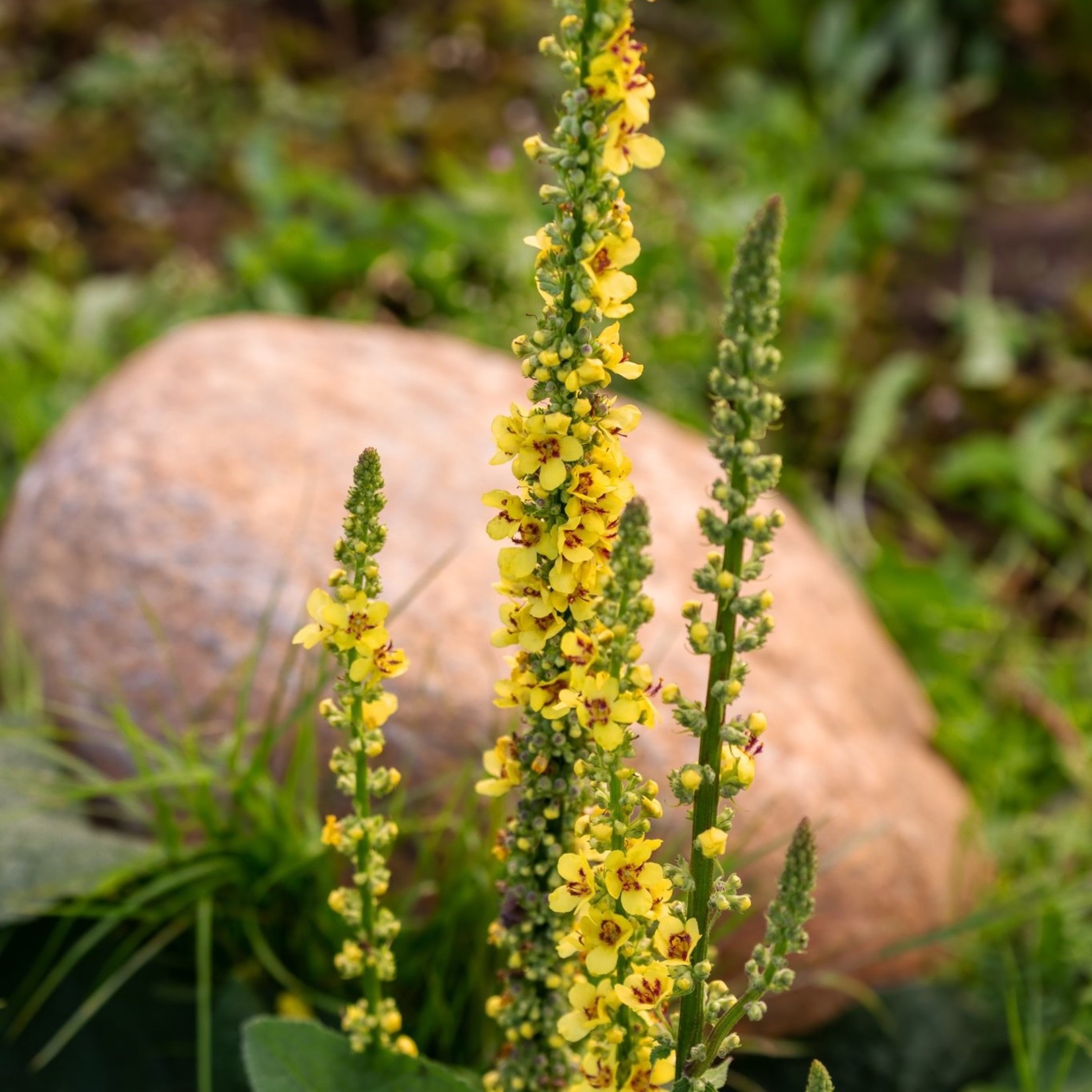 Verbascum nigrum - Zwarte toorts