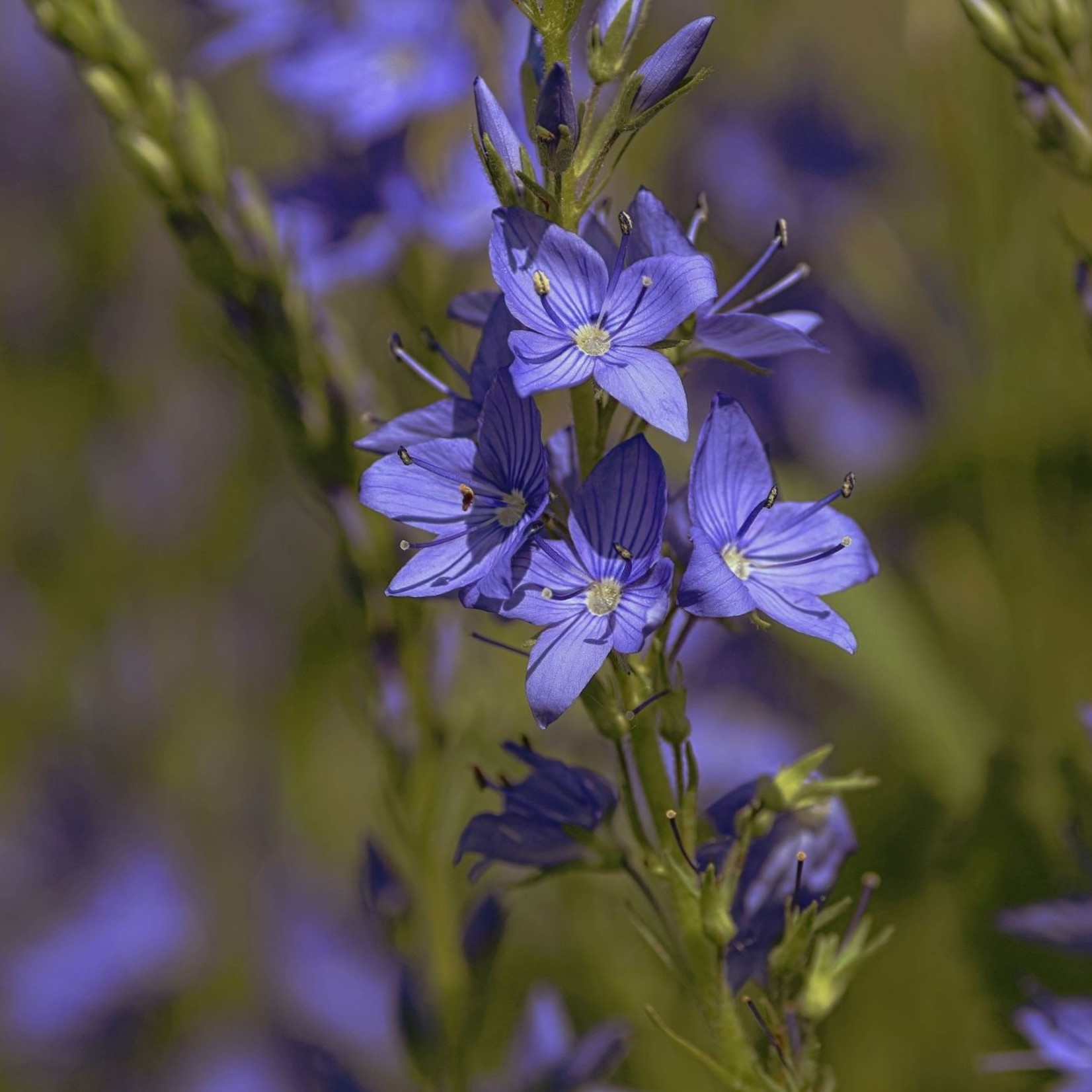 Veronica austriaca teucrium - Ereprijs