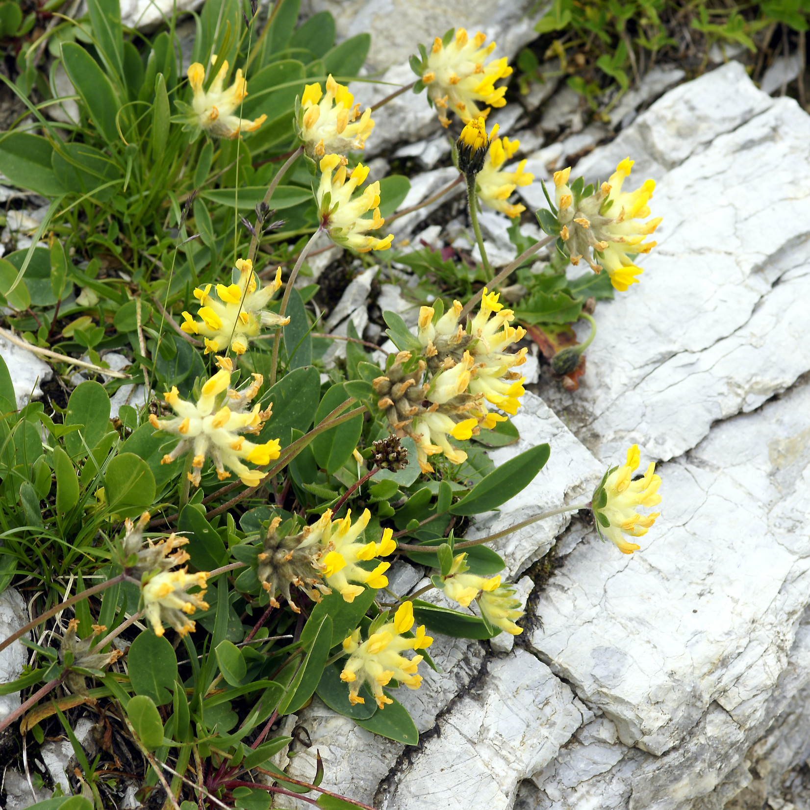 Anthyllis vulneraria - Wondklaver