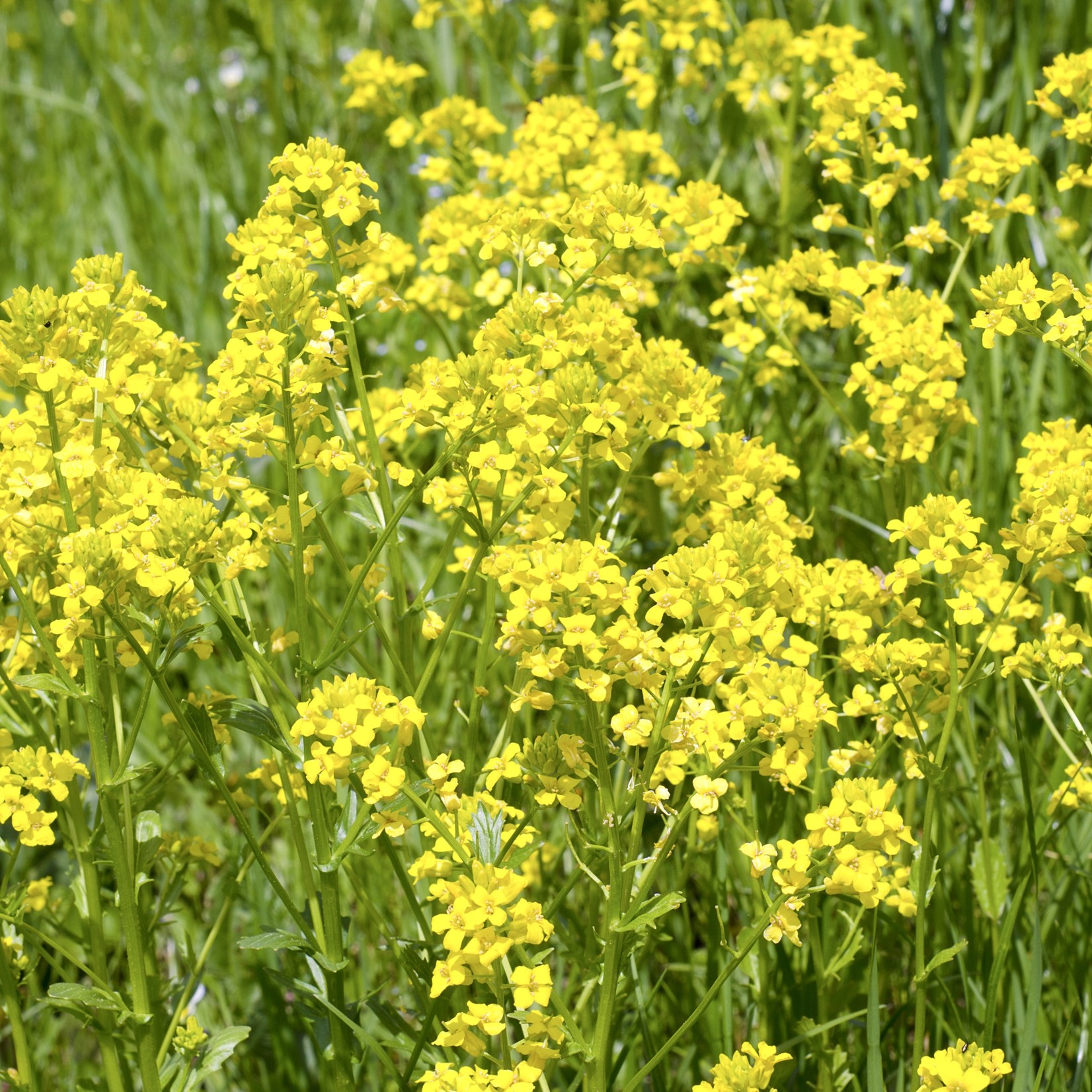 Barbarea vulgaris - Barbarakruid