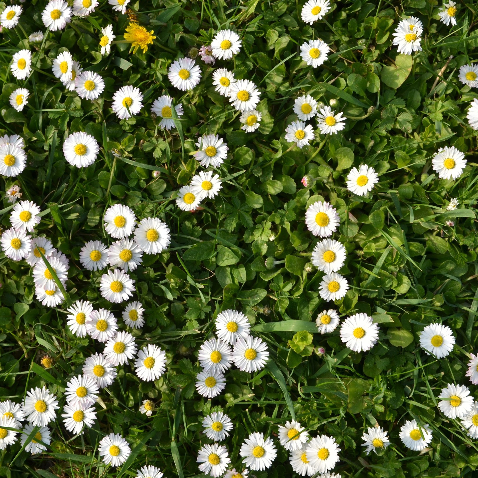 Bellis perennis - Madeliefje