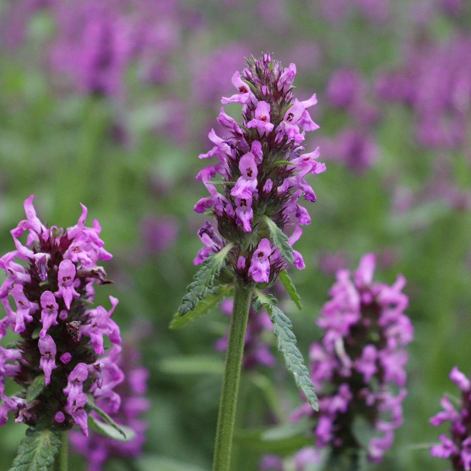 Betonica officinalis - Betonie