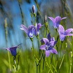 Campanula patula
