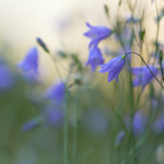 Campanula rotundifolia
