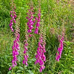 Digitalis purpurea