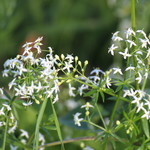 Galium mollugo