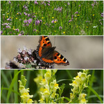 Bloemerij mix pakket - Natuurdaken