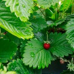 Fragaria vesca