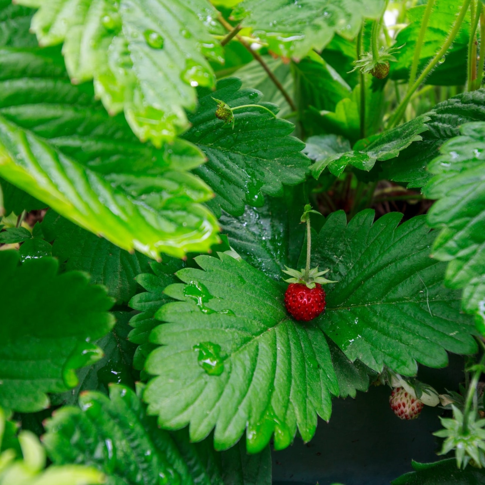 Fragaria vesca -Bosaardbei