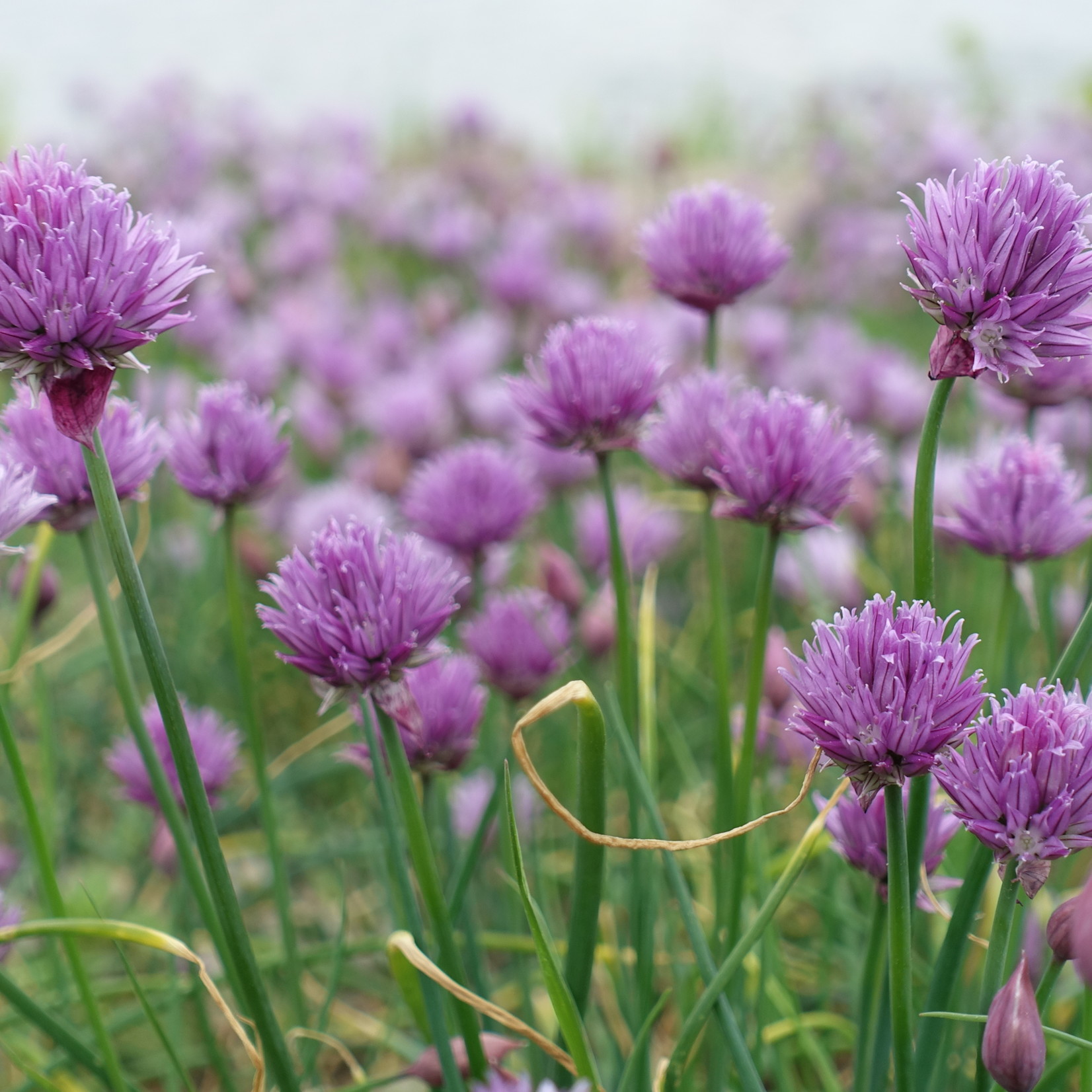 Allium schoenoprasum - Bieslook