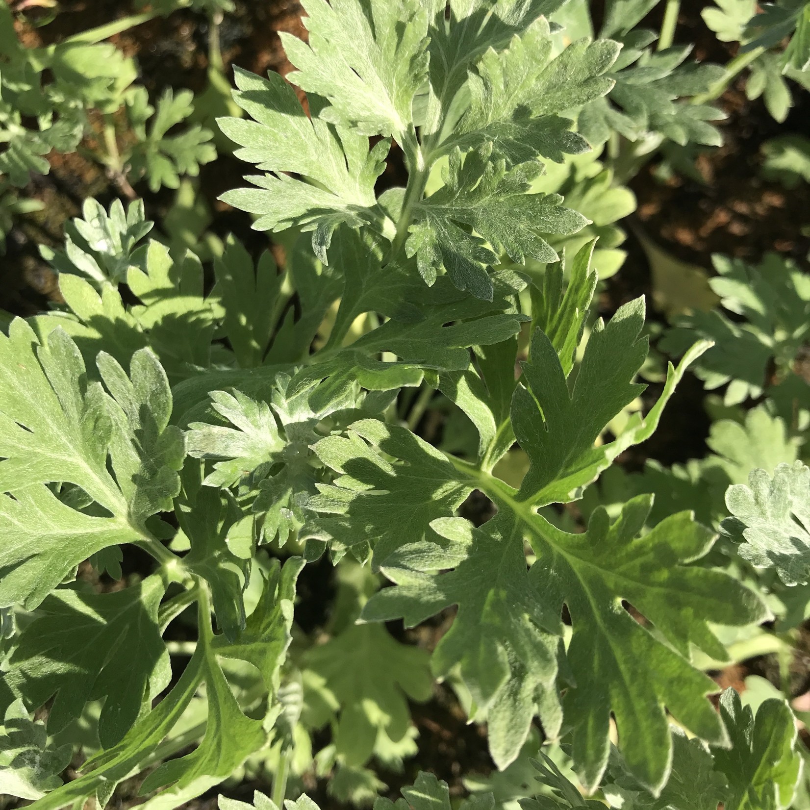 Artemisia absinthium - Absint-alsem, absintalsum