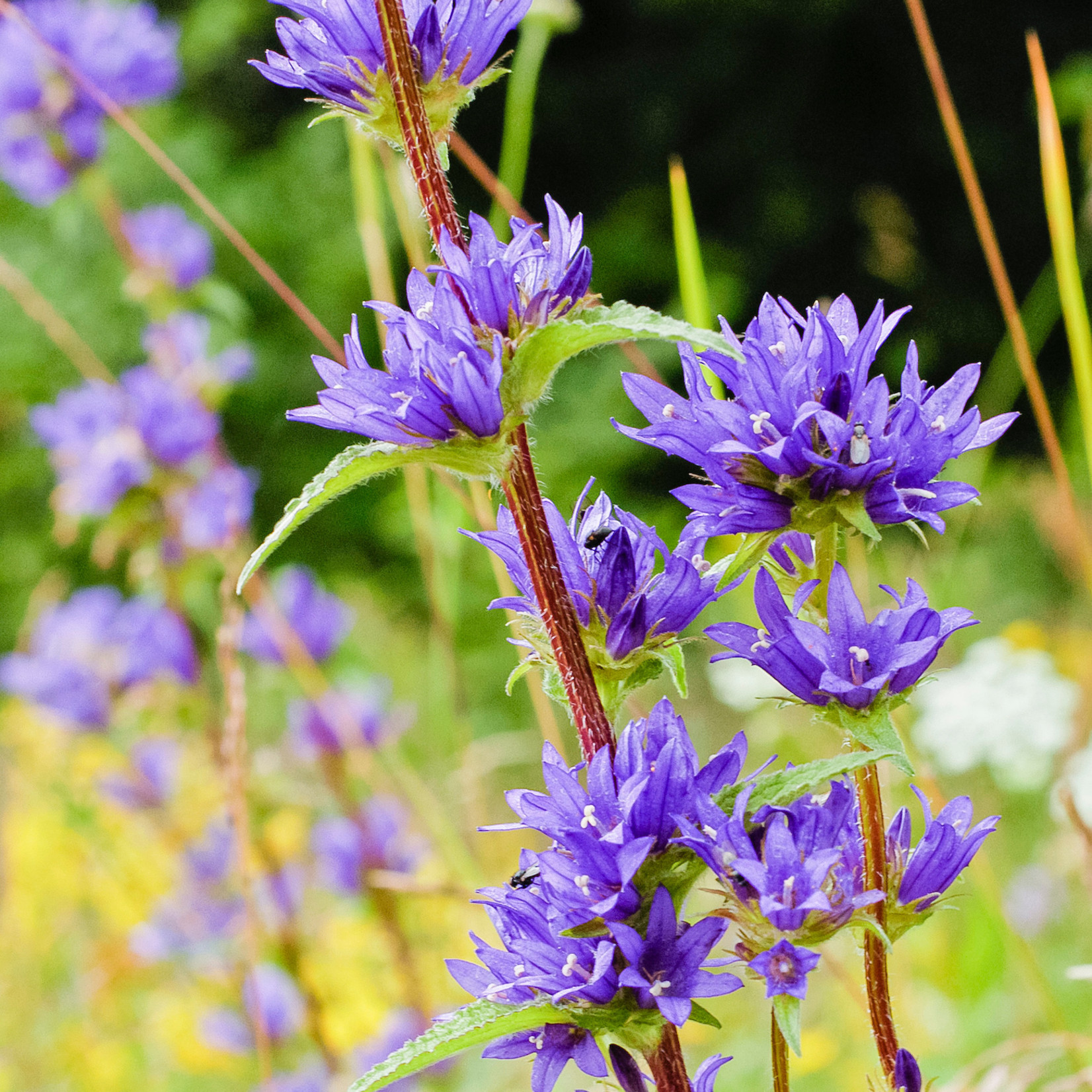 Campanula glomerata - Kluwenklokje