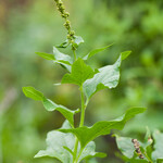 Chenopodium bonus-henricus