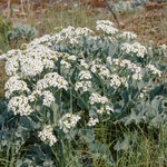 Crambe maritima