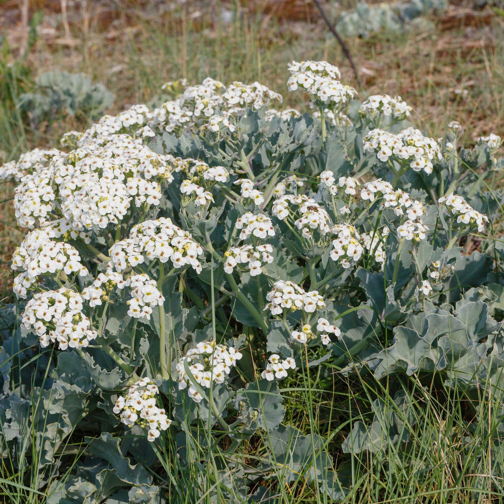 Crambe maritima - zeekool