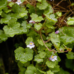 Cymbalaria muralis