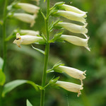 Digitalis lutea