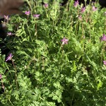 Erodium cicutarium