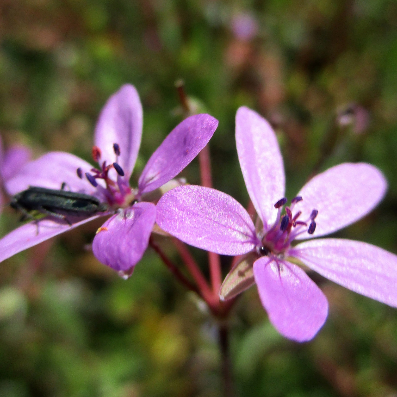 Erodium cicutarium - Gewone reigersbek