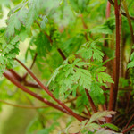 Geranium robertianum