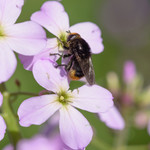 Hesperis matronalis
