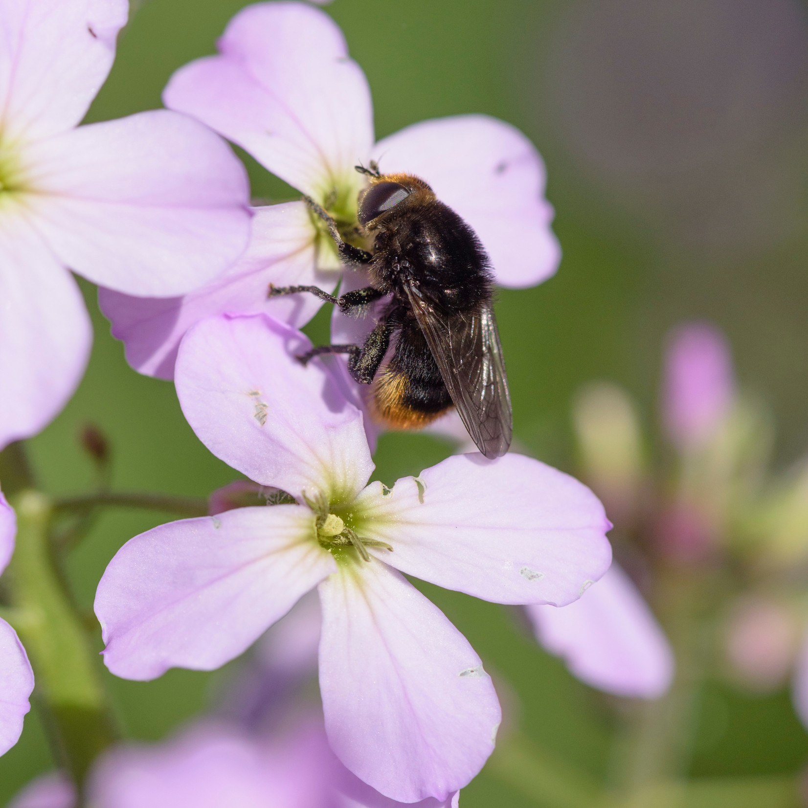 Hesperis matronalis - Damastbloem