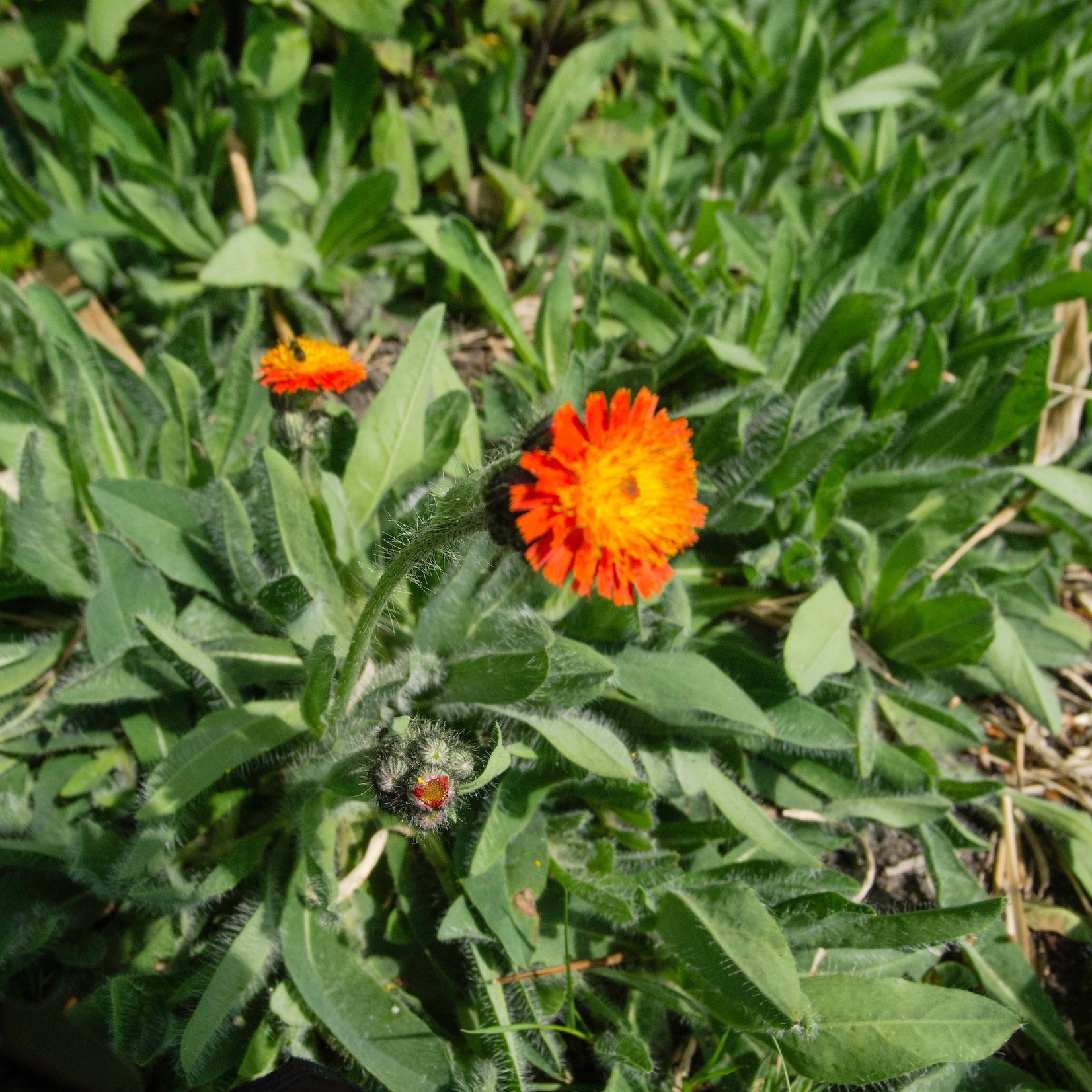 Hieracium aurantiacum - Oranje havikskruid