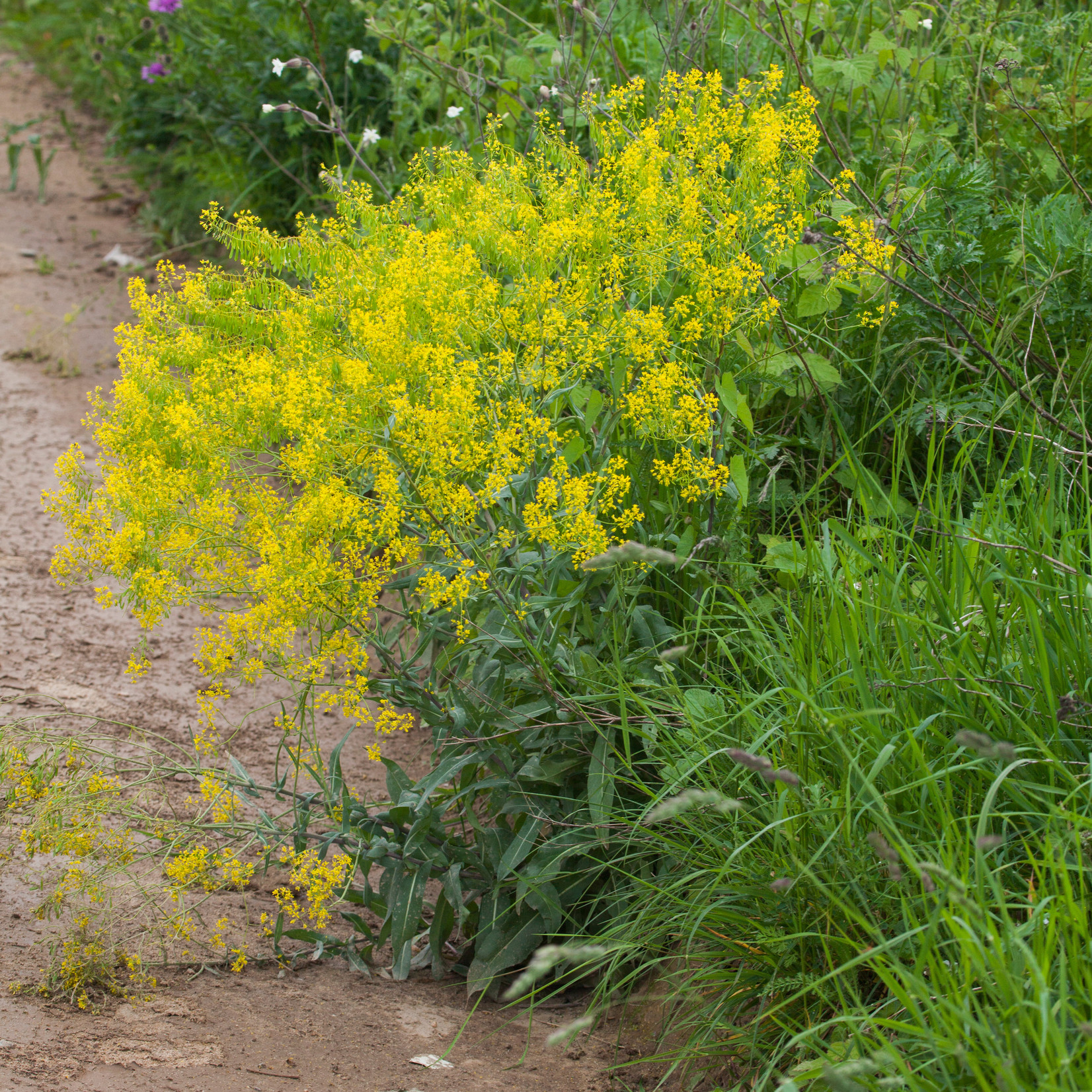 Isatis tinctoria - wede