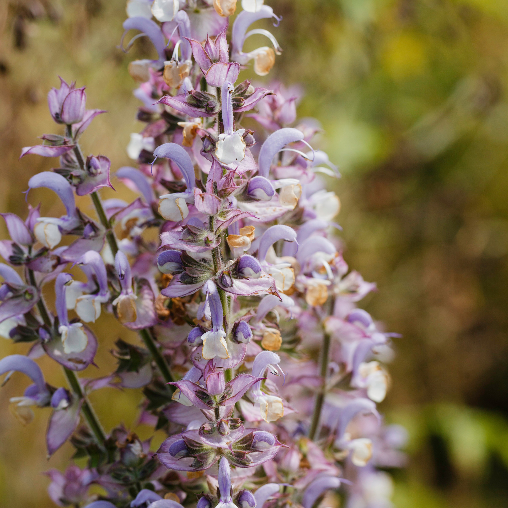 Salvia sclarea - Scharlei, muskaatsalie