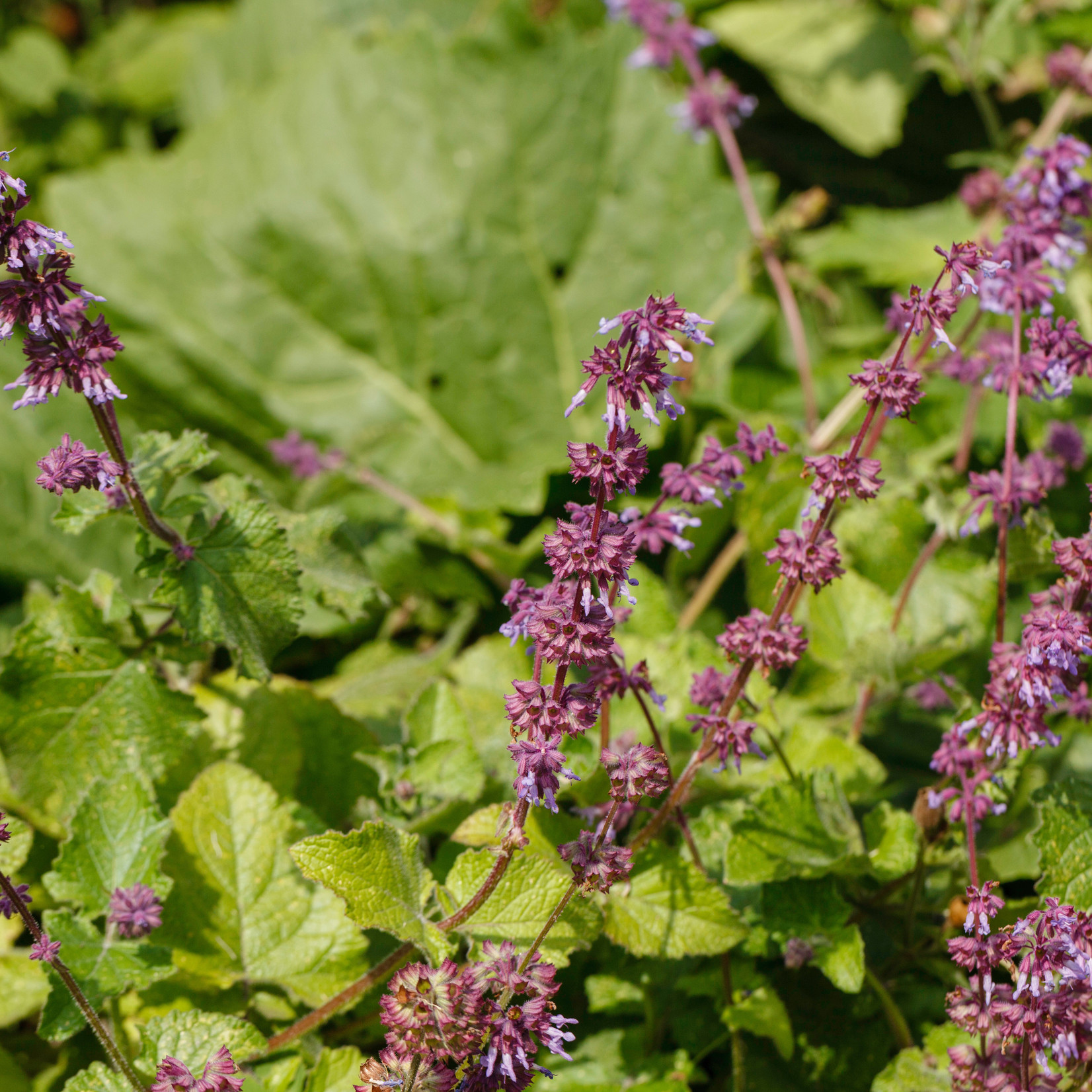 Salvia verticillata - Kranssalie