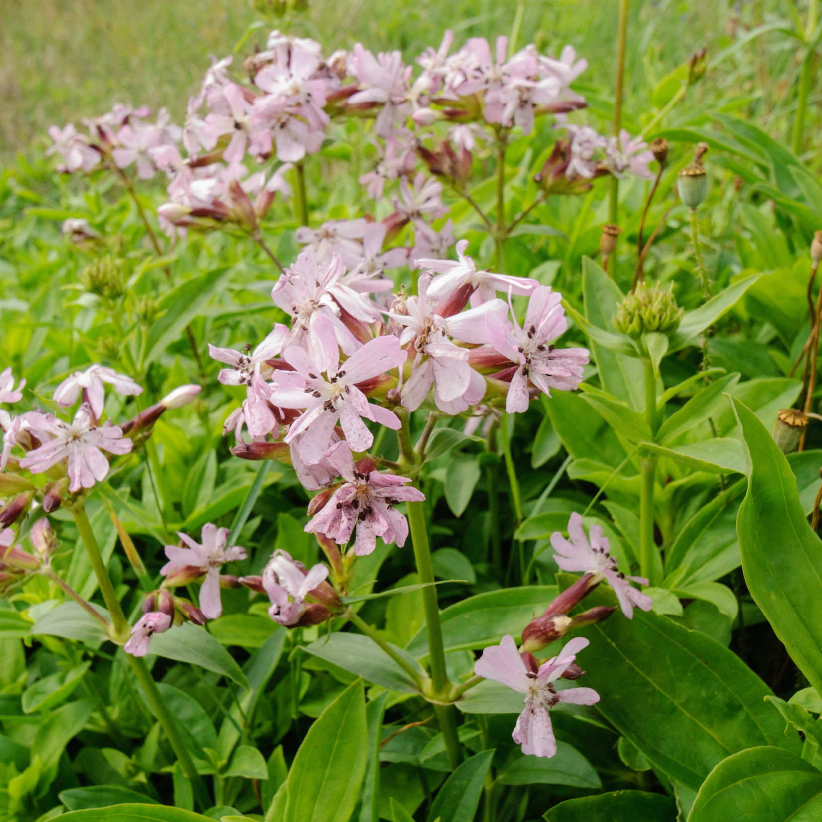 Saponaria officinalis - Zeepkruid