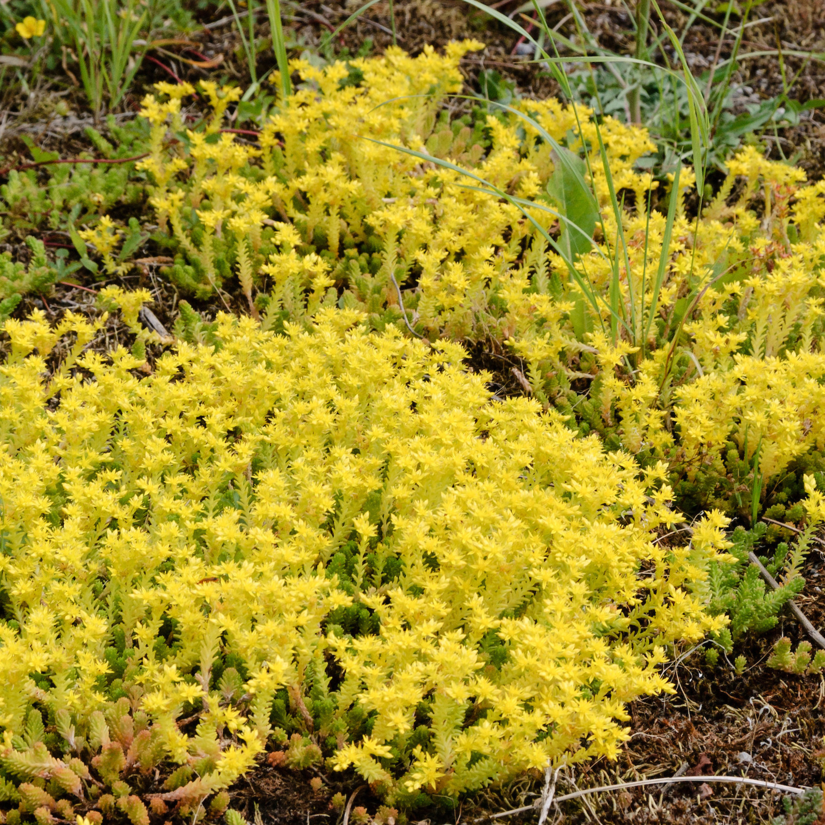 Sedum acre - Muurpeper