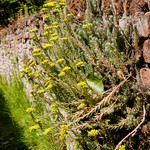 Sedum reflexum