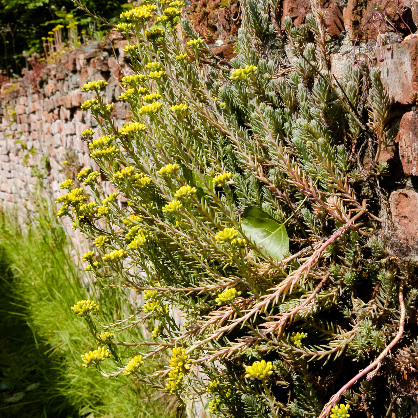 Sedum reflexum - Tripmadam