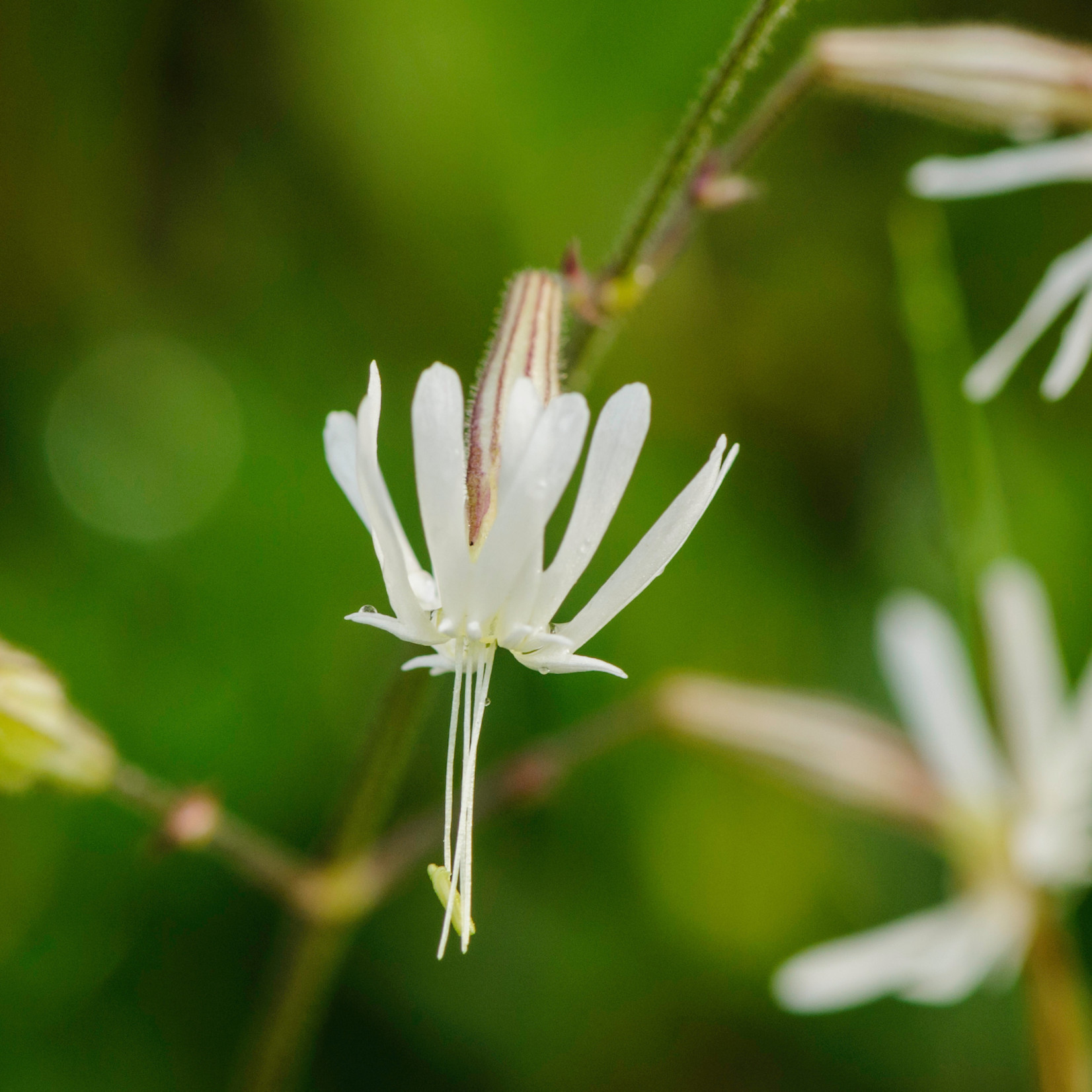 Silene nutans - Nachtsilene