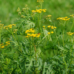 Tanacetum vulgare