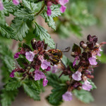 Teucrium chamaedrys