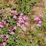 Thymus serpyllum