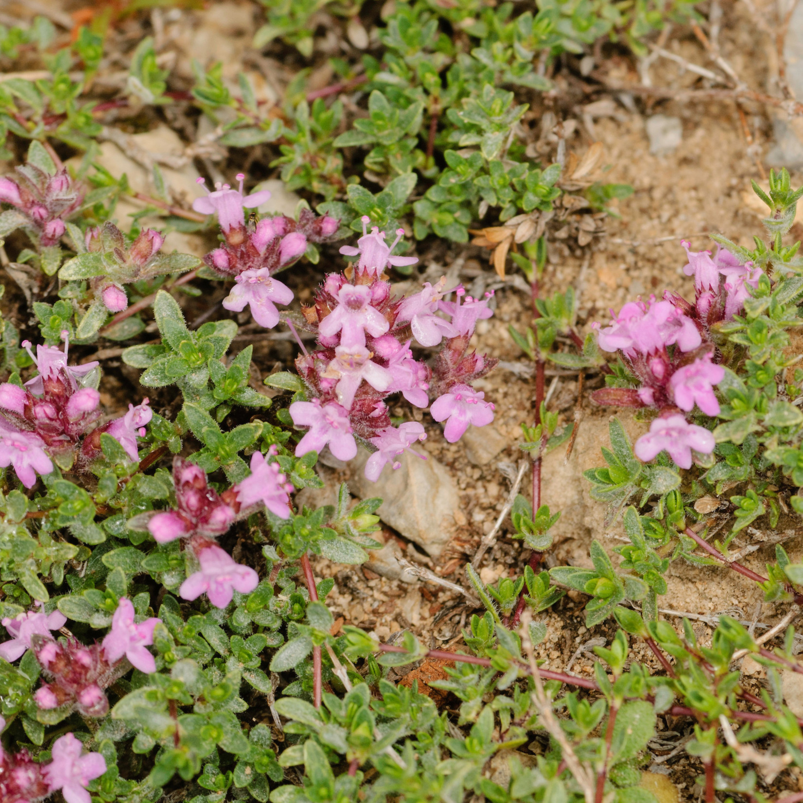 Thymus serpyllum - Kleine tijm