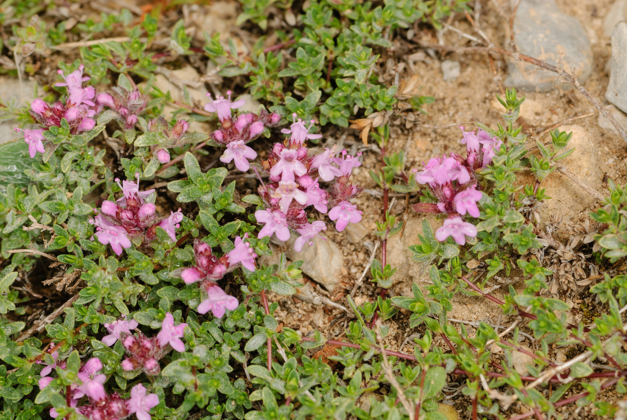 Thymus serpyllum Bloemerij