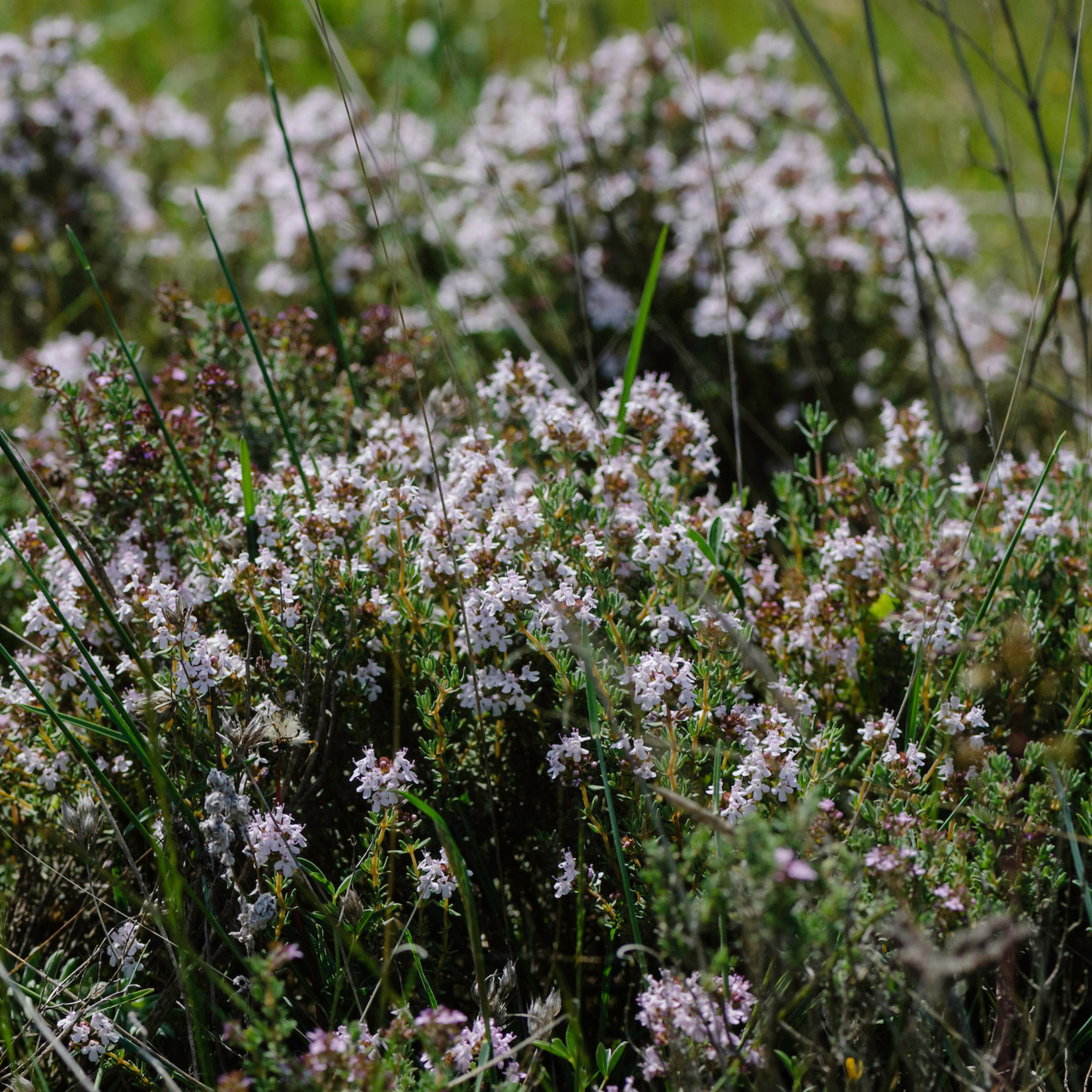 Thymus vulgaris - Echte tijm