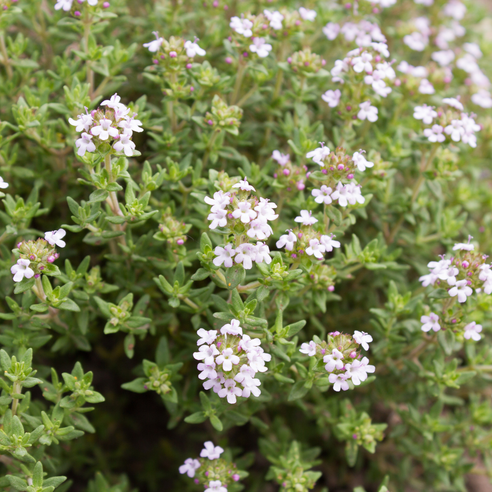 Thymus vulgaris - Echte tijm