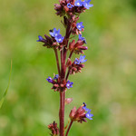 Anchusa officinalis