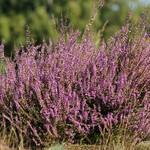 Calluna vulgaris