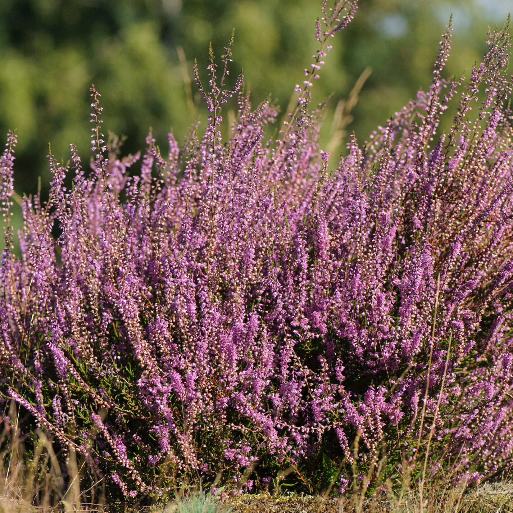 Calluna vulgaris - Struikhei