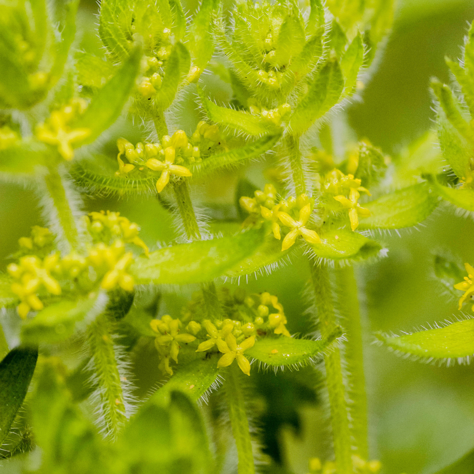 Cruciata laevipes - Kruisbladwalstro