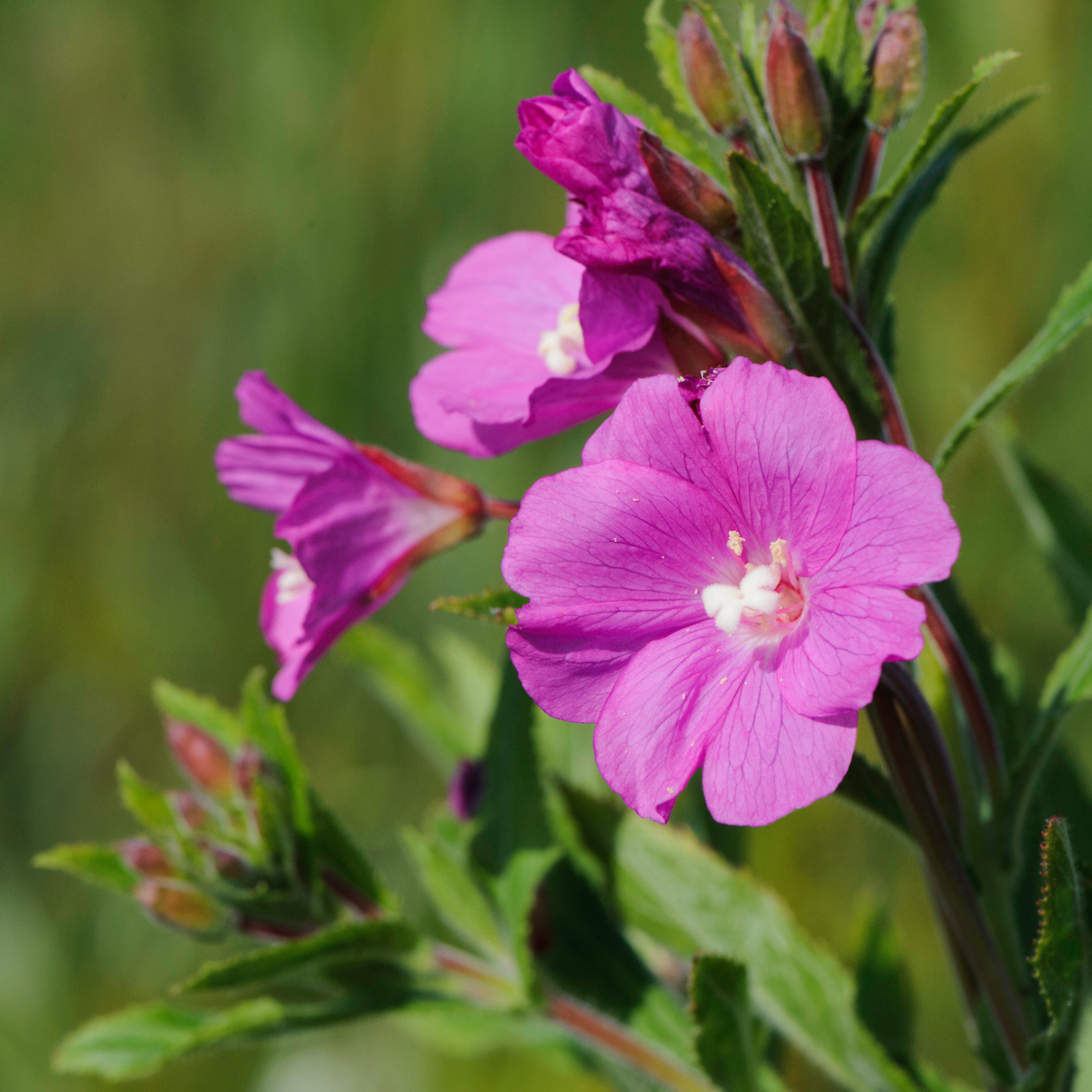 Epilobium hirsutum - Harig wilgenroosje