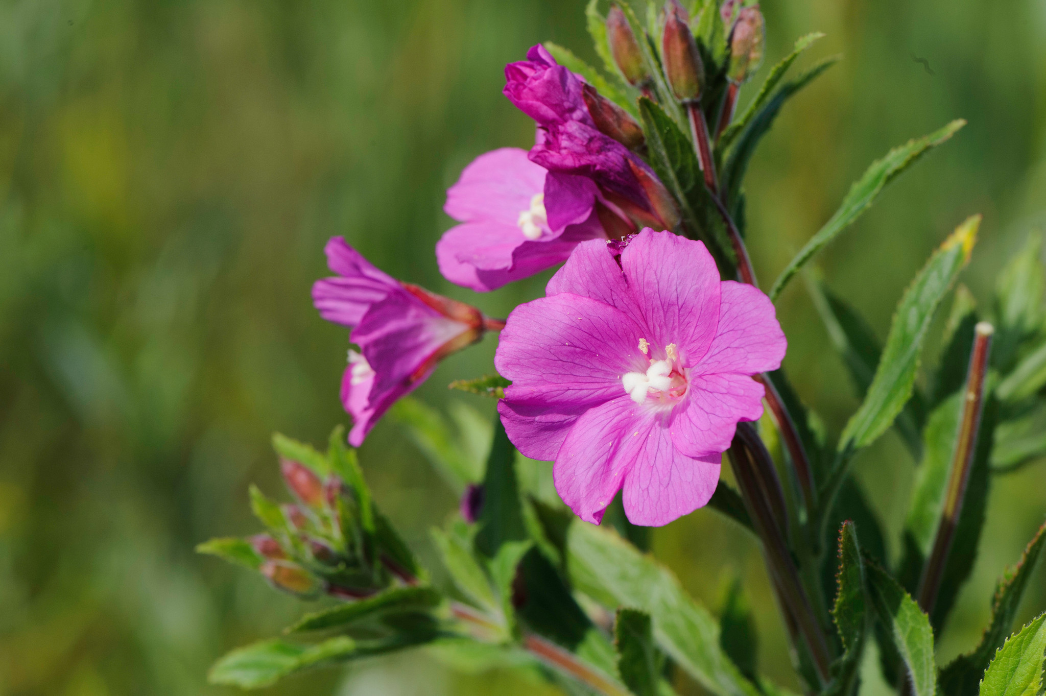 Epilobium hirsutum Bloemerij