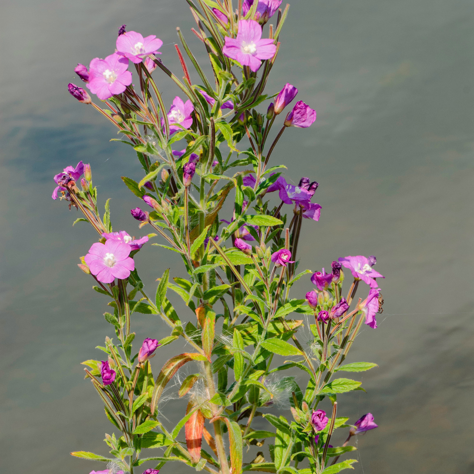 Epilobium hirsutum - Harig wilgenroosje